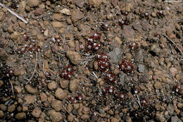 Image of Drosera pygmaea DC.