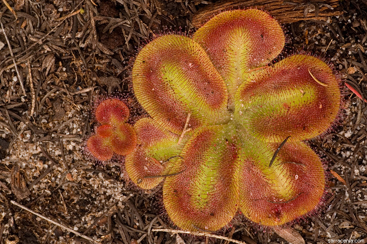 صورة Drosera erythrorhiza subsp. squamosa (Benth.) N. Marchant & Lowrie