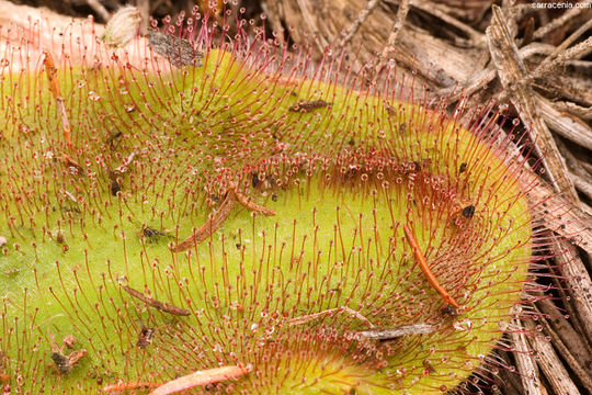 Image of Drosera erythrorhiza subsp. squamosa (Benth.) N. Marchant & Lowrie