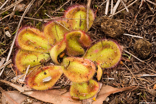 Image of Drosera erythrorhiza subsp. squamosa (Benth.) N. Marchant & Lowrie