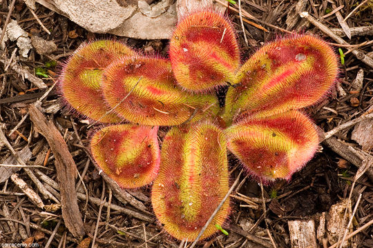 Image of Drosera erythrorhiza subsp. squamosa (Benth.) N. Marchant & Lowrie