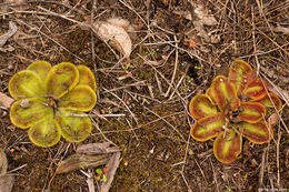 صورة Drosera erythrorhiza subsp. squamosa (Benth.) N. Marchant & Lowrie