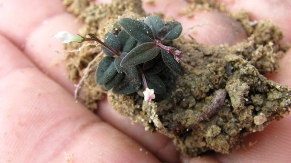 Plancia ëd Spigelia genuflexa Popovkin & Struwe