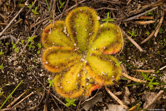 Image of Drosera erythrorhiza subsp. squamosa (Benth.) N. Marchant & Lowrie