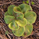 صورة Drosera erythrorhiza subsp. collina N. Marchhant & Lowrie