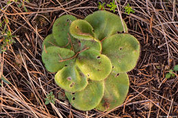 Image of Drosera erythrorhiza subsp. collina N. Marchhant & Lowrie