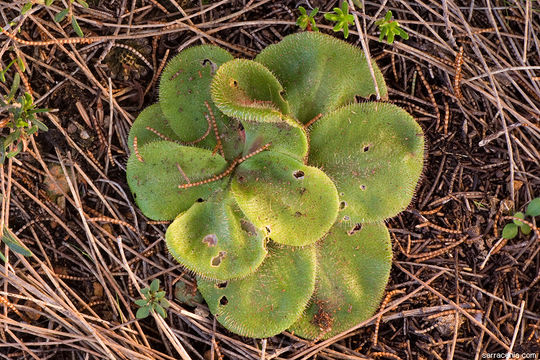 صورة Drosera erythrorhiza subsp. collina N. Marchhant & Lowrie