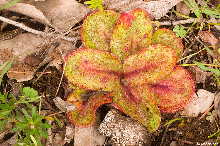 Image of Drosera erythrorhiza subsp. collina N. Marchhant & Lowrie