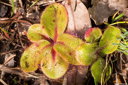 Image of Drosera erythrorhiza subsp. collina N. Marchhant & Lowrie