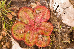 صورة Drosera erythrorhiza subsp. collina N. Marchhant & Lowrie