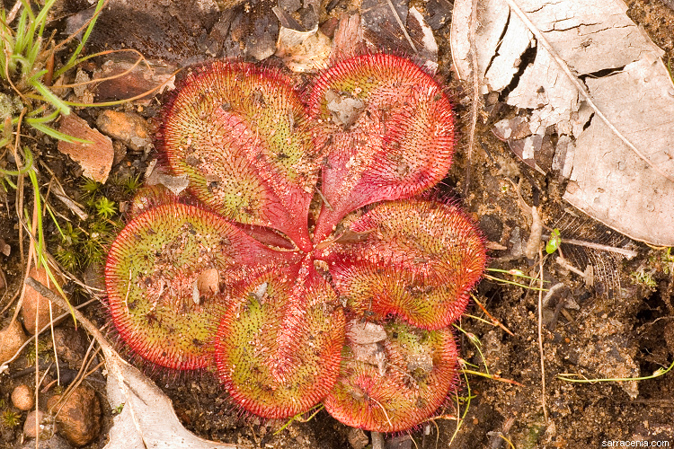 Image of Drosera erythrorhiza subsp. collina N. Marchhant & Lowrie