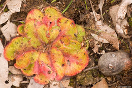 صورة Drosera erythrorhiza subsp. collina N. Marchhant & Lowrie