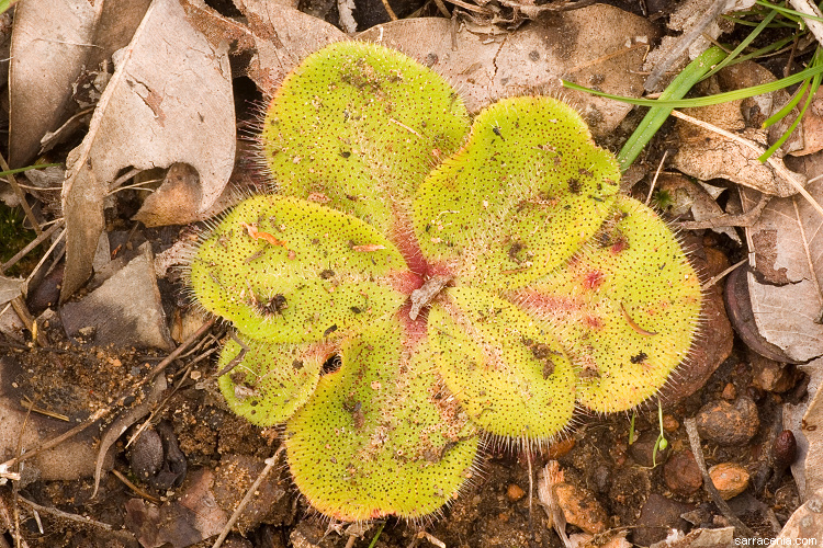 صورة Drosera erythrorhiza subsp. collina N. Marchhant & Lowrie