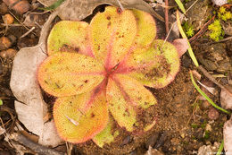 Image of Drosera erythrorhiza subsp. collina N. Marchhant & Lowrie