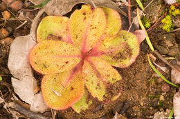 صورة Drosera erythrorhiza subsp. collina N. Marchhant & Lowrie