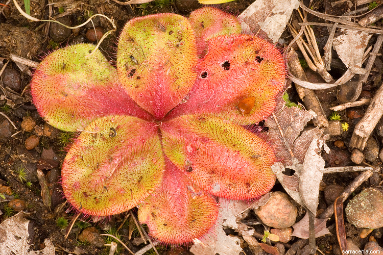 Image of Drosera erythrorhiza subsp. collina N. Marchhant & Lowrie