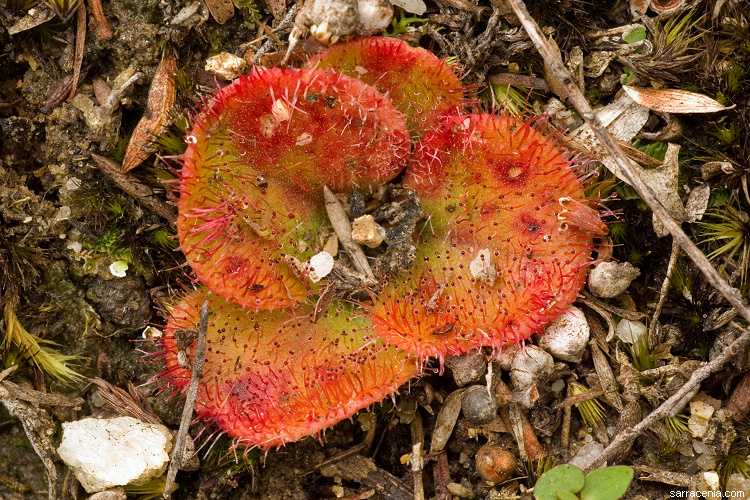 صورة Drosera erythrorhiza subsp. magna N. Marchant & Lowrie