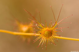 Image of Drosera gigantea var. geniculata (N. Marchant & Lowrie) Schlauer