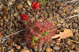 Image of Drosera barbigera Planch.