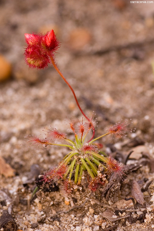 Image of Drosera barbigera Planch.