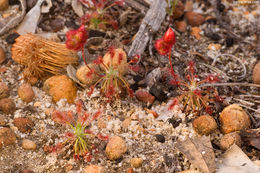 Image of Drosera barbigera Planch.