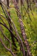 Image of Drosera erythrogyne N. Marchant & Lowrie