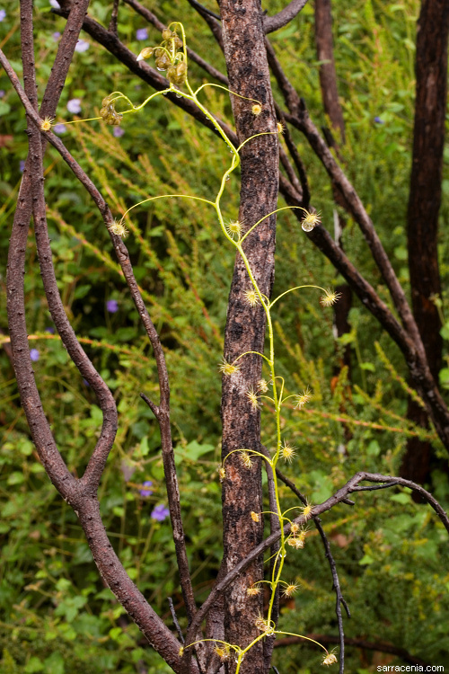 Image of Drosera erythrogyne N. Marchant & Lowrie