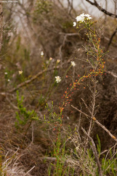 Image of Drosera erythrogyne N. Marchant & Lowrie