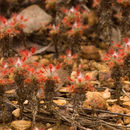 Image of Drosera gibsonii P. Mann