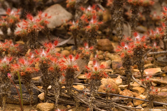 Image of Drosera gibsonii P. Mann