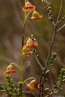 Imagem de Drosera huegelii Endl.