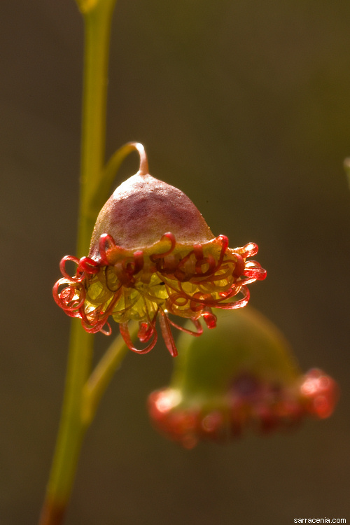 صورة Drosera huegelii Endl.