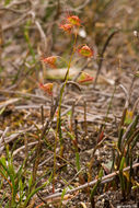 صورة Drosera huegelii Endl.