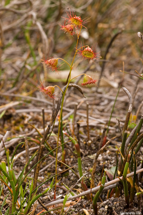 Image of Drosera huegelii Endl.