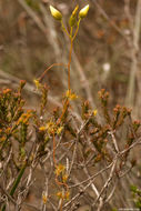 Image of Drosera intricata Planch.