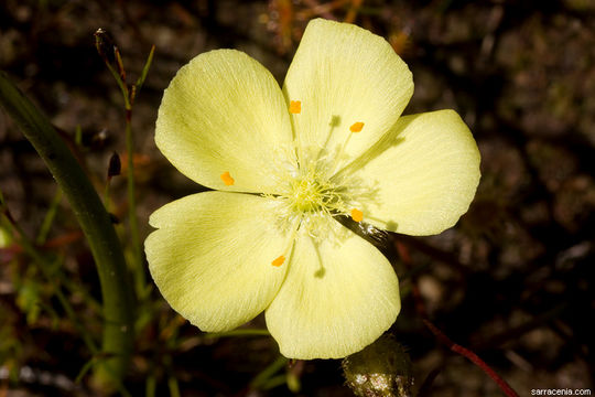 Image of Drosera intricata Planch.