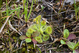 Imagem de Drosera glanduligera Lehm.