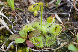 Imagem de Drosera glanduligera Lehm.