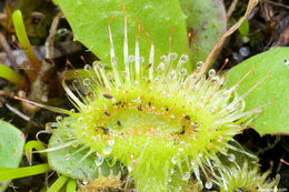 Imagem de Drosera glanduligera Lehm.