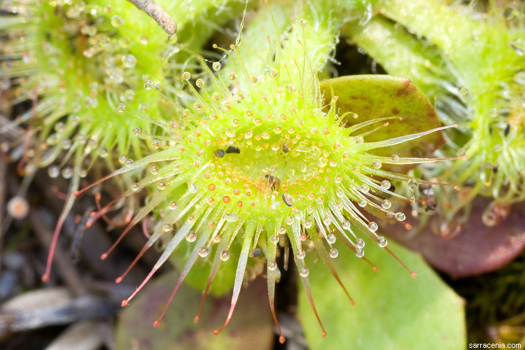 Imagem de Drosera glanduligera Lehm.