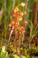 Imagem de Drosera glanduligera Lehm.