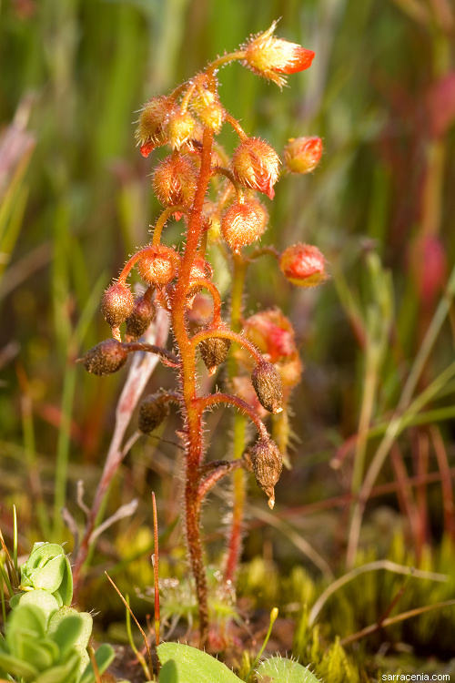 Imagem de Drosera glanduligera Lehm.