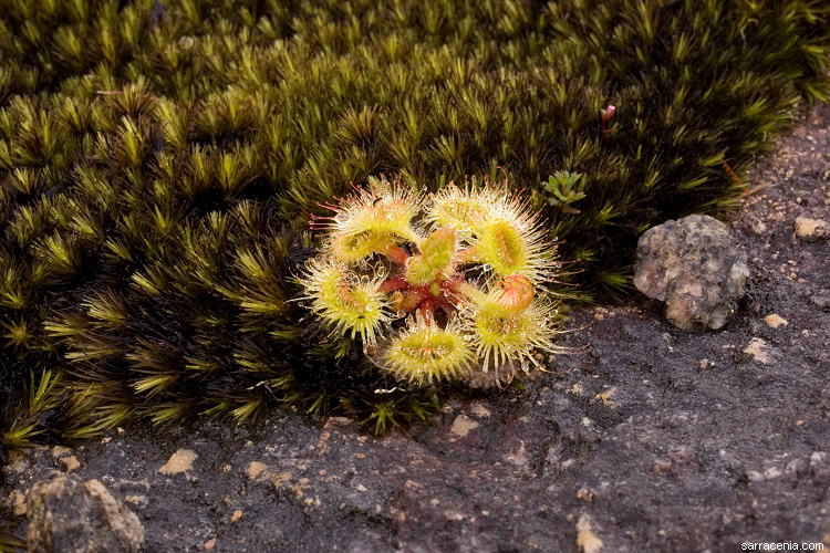 Imagem de Drosera glanduligera Lehm.