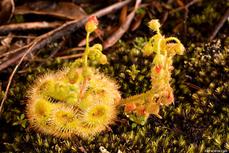 Imagem de Drosera glanduligera Lehm.