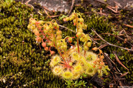 Imagem de Drosera glanduligera Lehm.