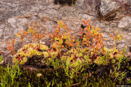 Imagem de Drosera glanduligera Lehm.