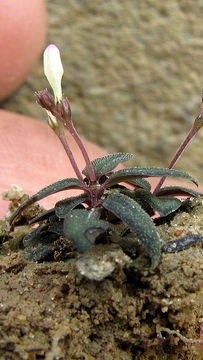 Image of Spigelia genuflexa Popovkin & Struwe