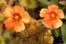 Imagem de Drosera glanduligera Lehm.