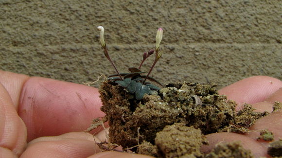 Plancia ëd Spigelia genuflexa Popovkin & Struwe