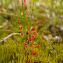 صورة Drosera microphylla Endl.